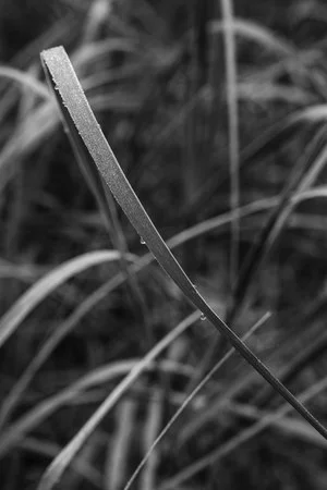 Dew On Dune Grass