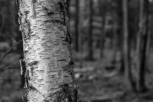 Birch, Black &amp; White
