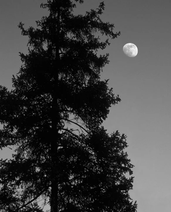 Moon and Pine