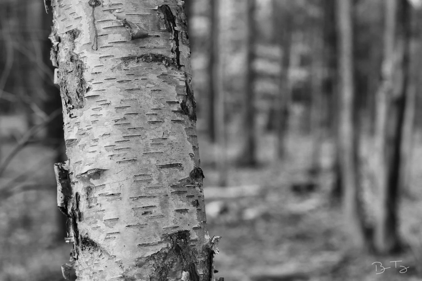 ForestDune-5.jpg