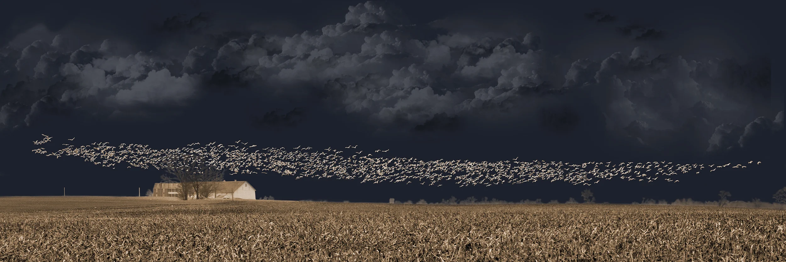 snow_geese.jpg