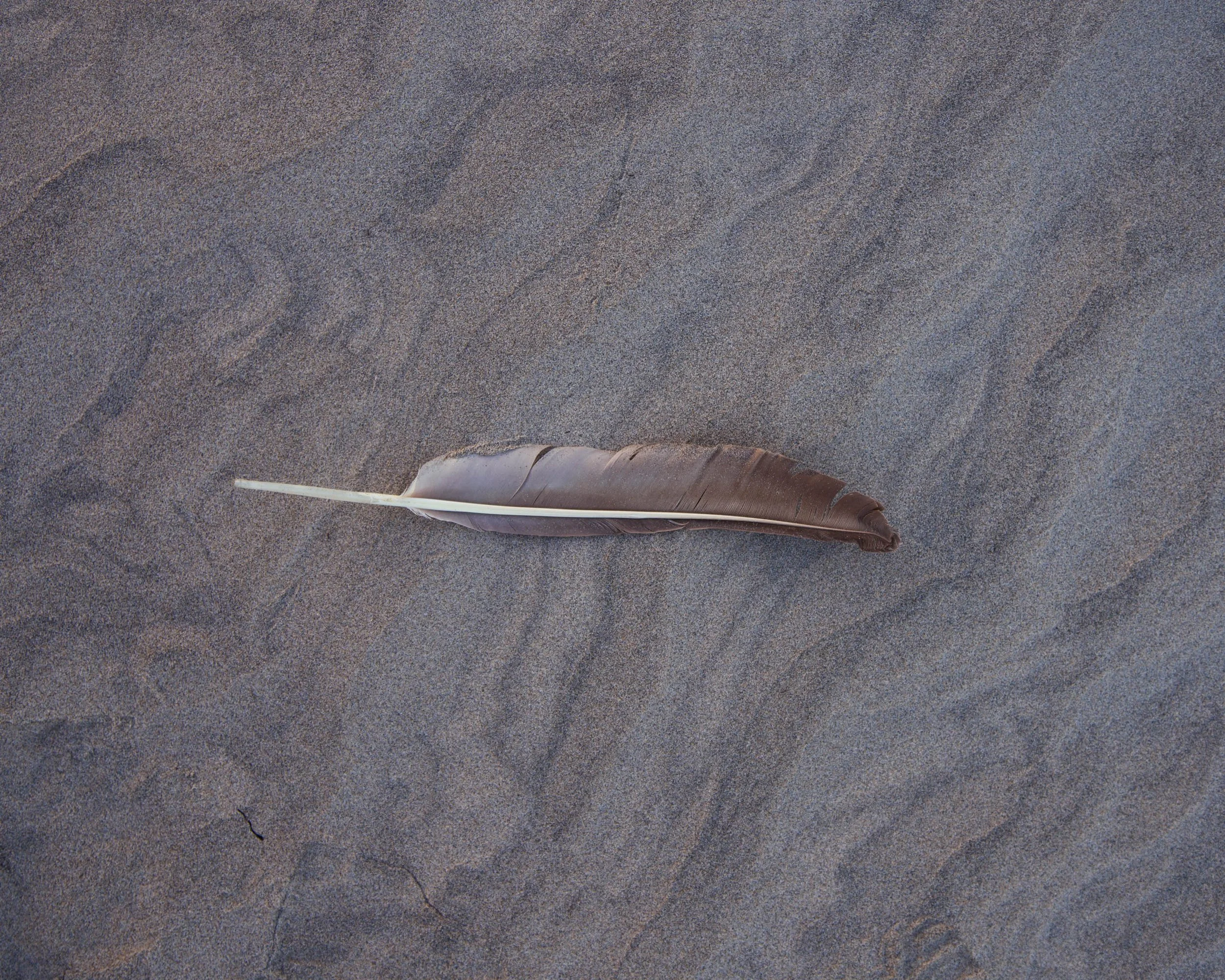 Untitled (San Quintín #1) (2022)