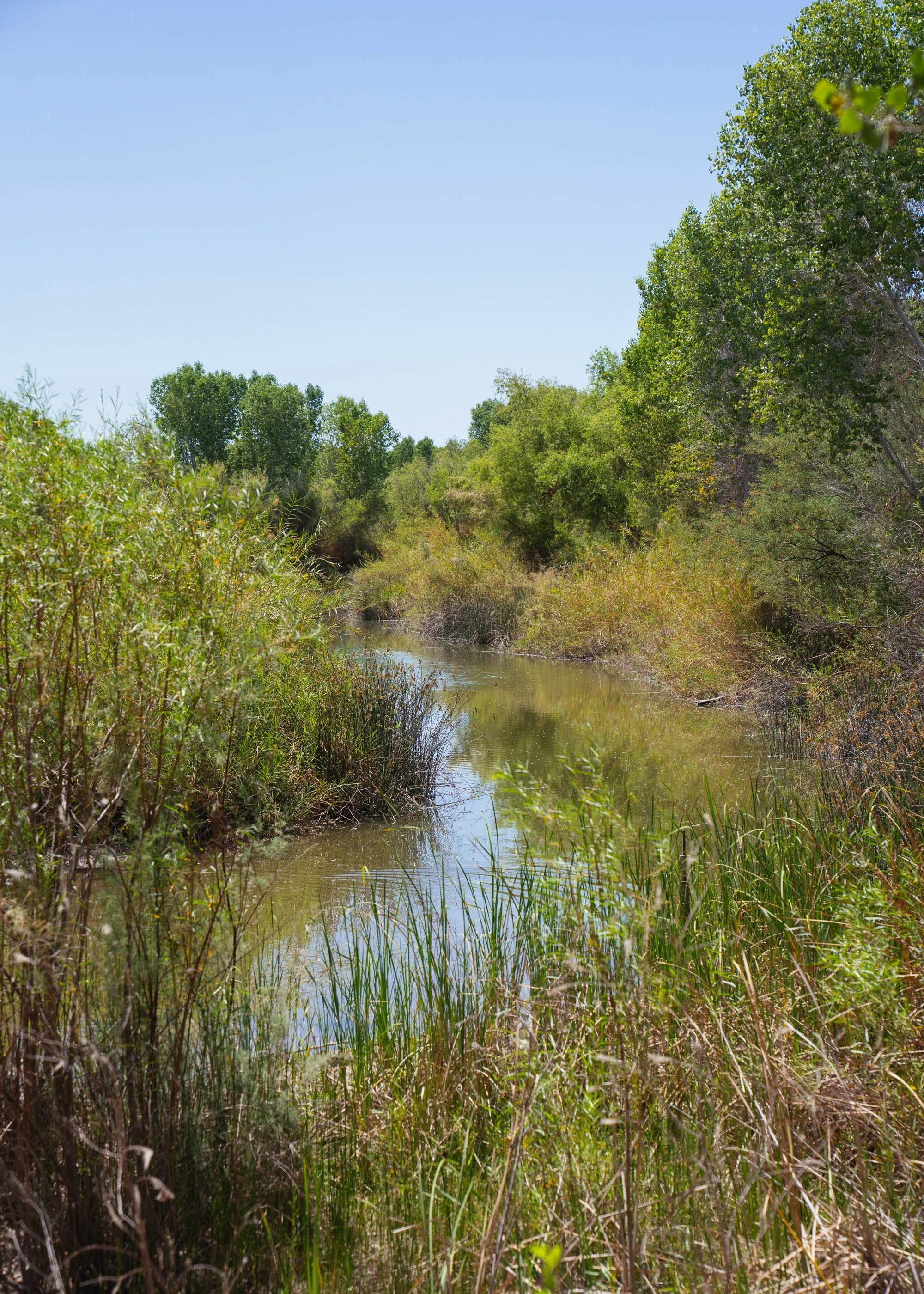 Untitled (El Chausse Colorado River Wetland Restoration)