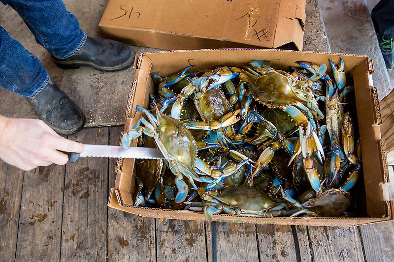 Louisiana Blue Crab