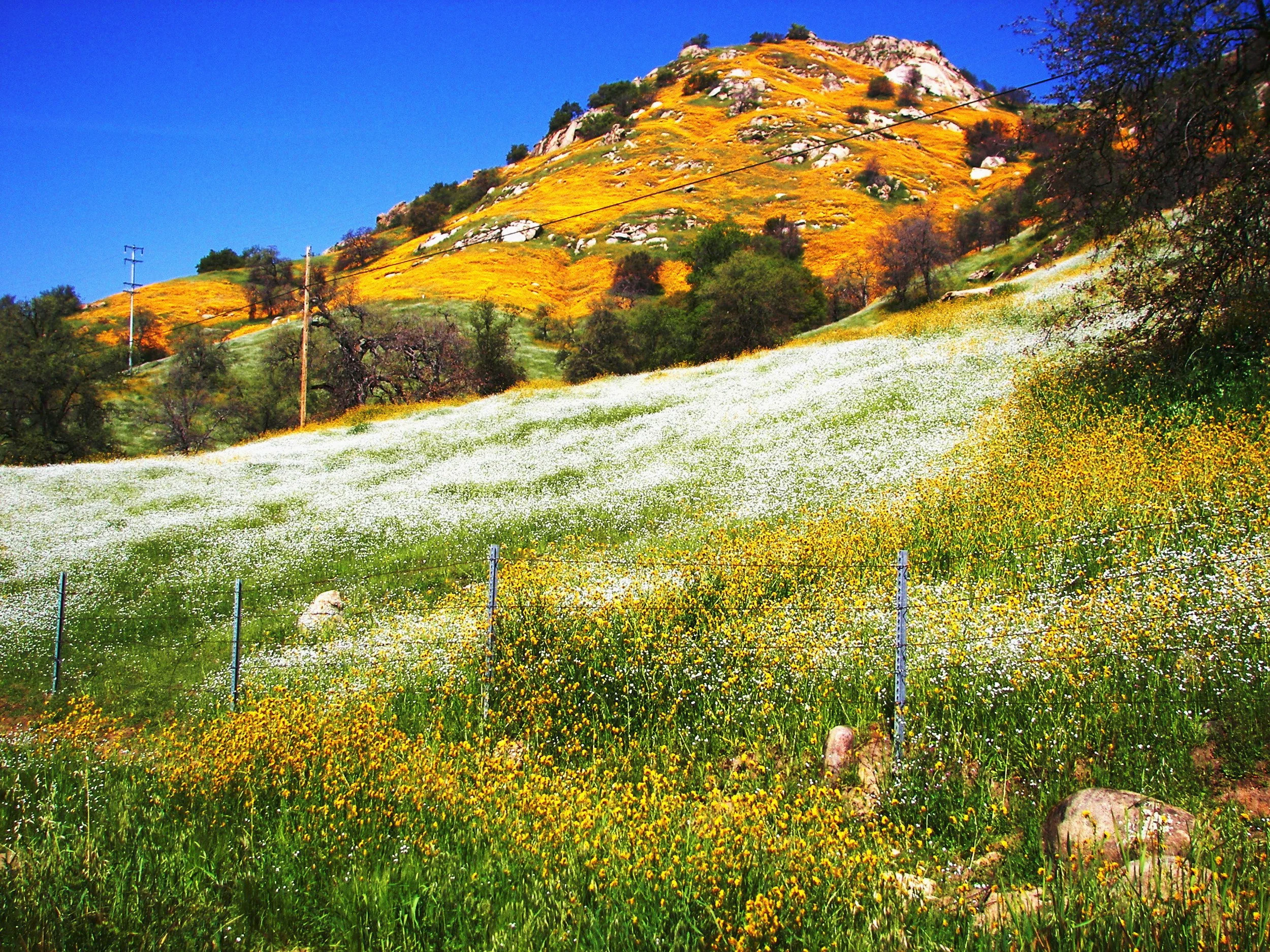 The Hills are alive...with Color!