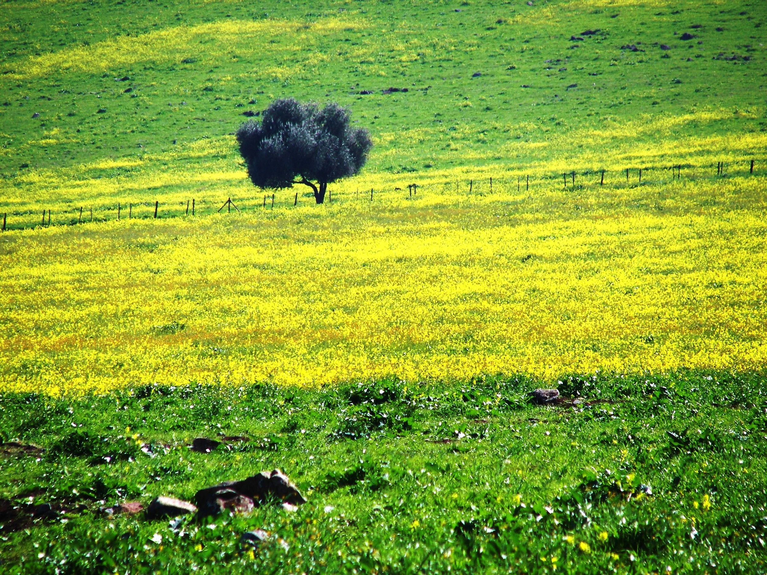 Lone Tree - near Badger Hill