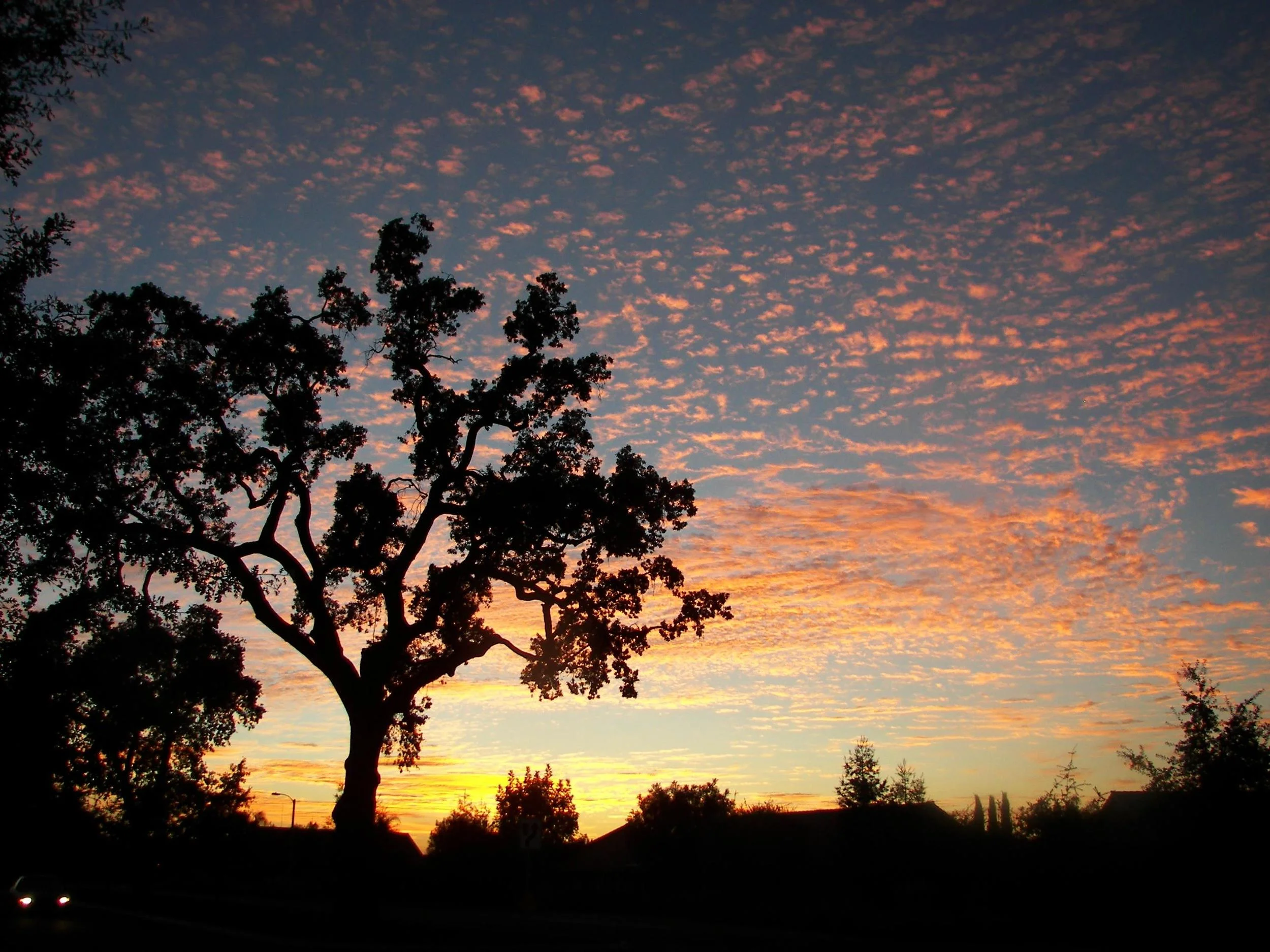 Neighborhood Sunset Old Tree-house Tree