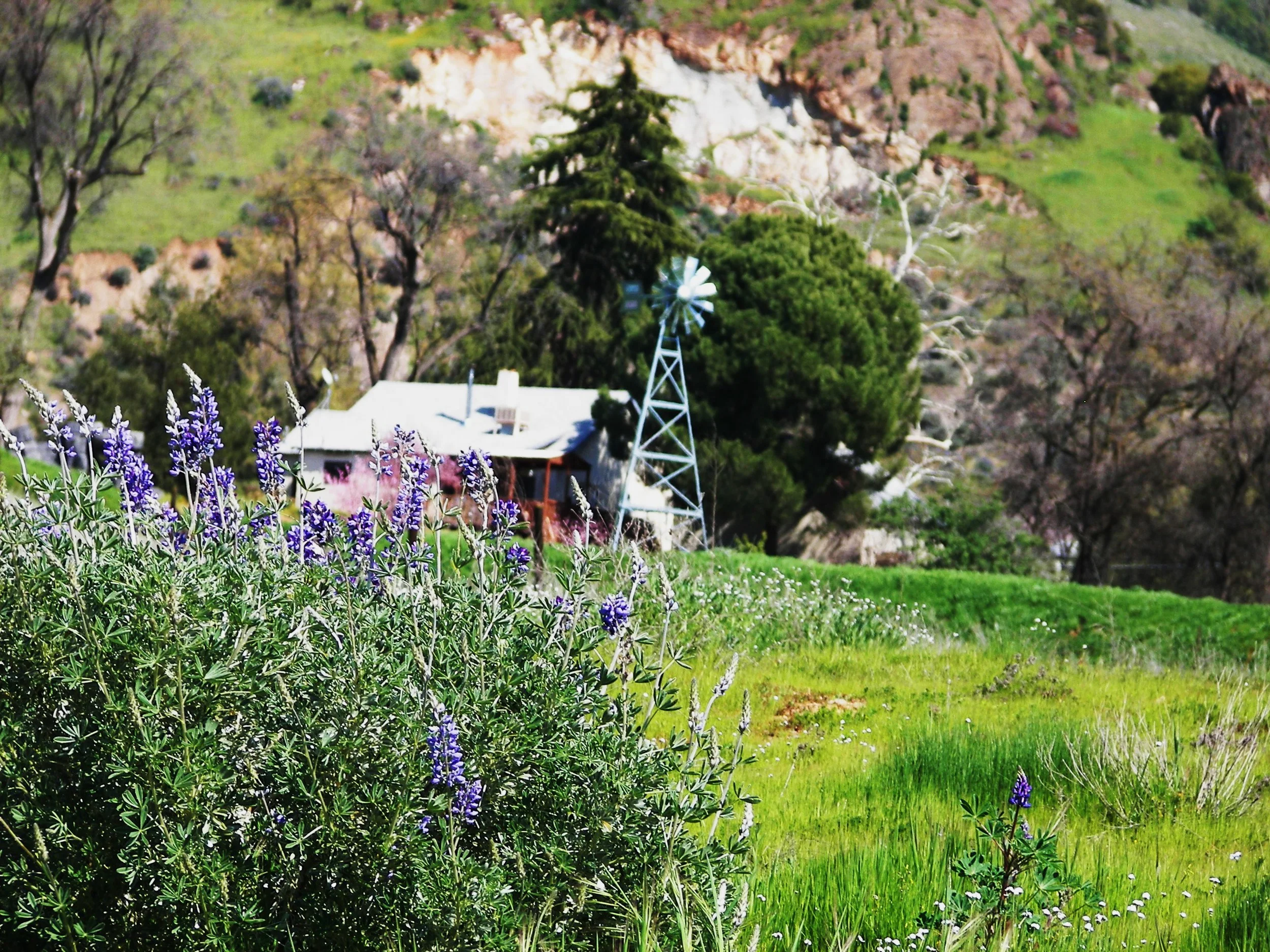 Old Farmhouse and Windmill near Three Rivers