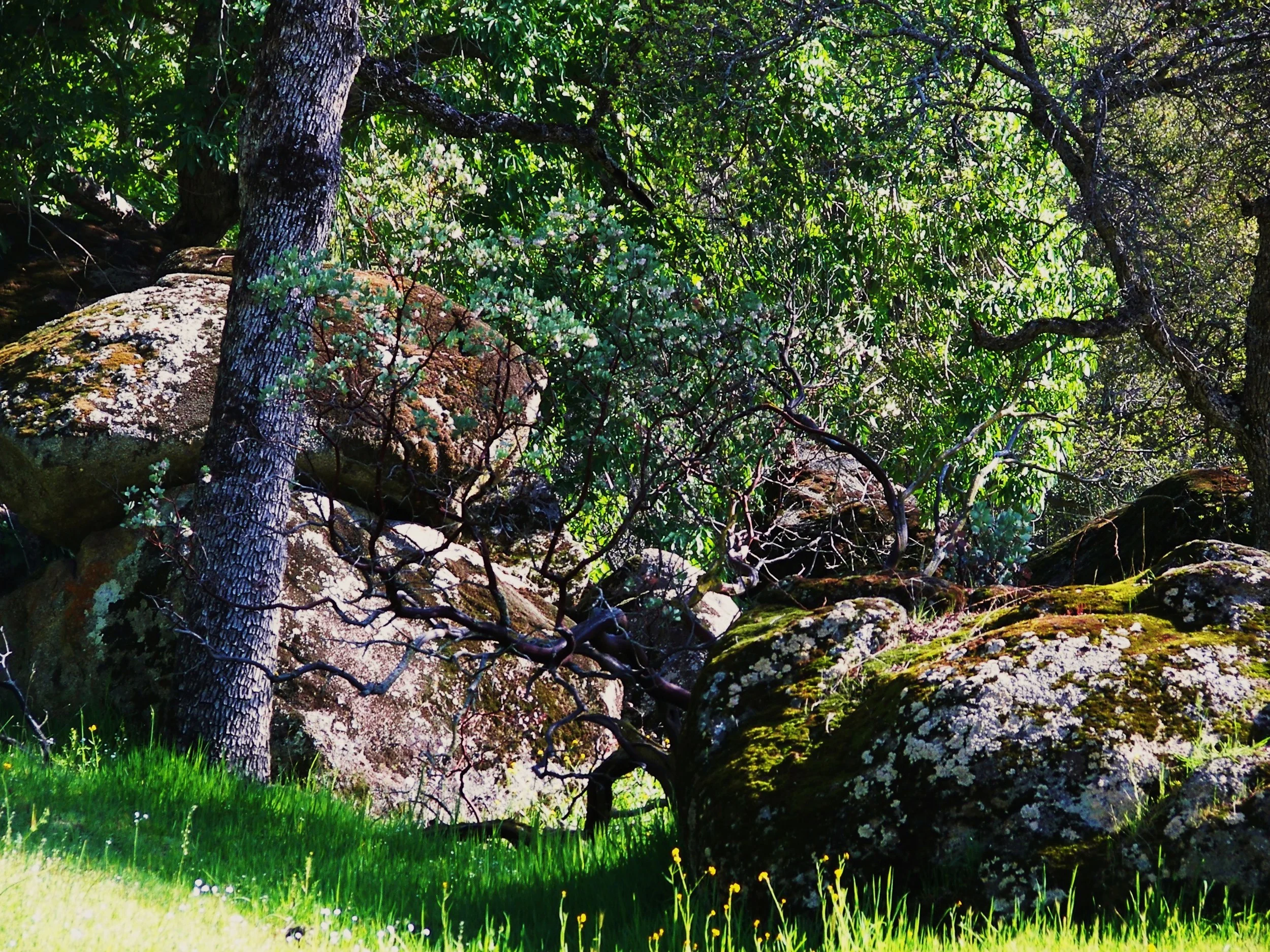 Oaks and Granite