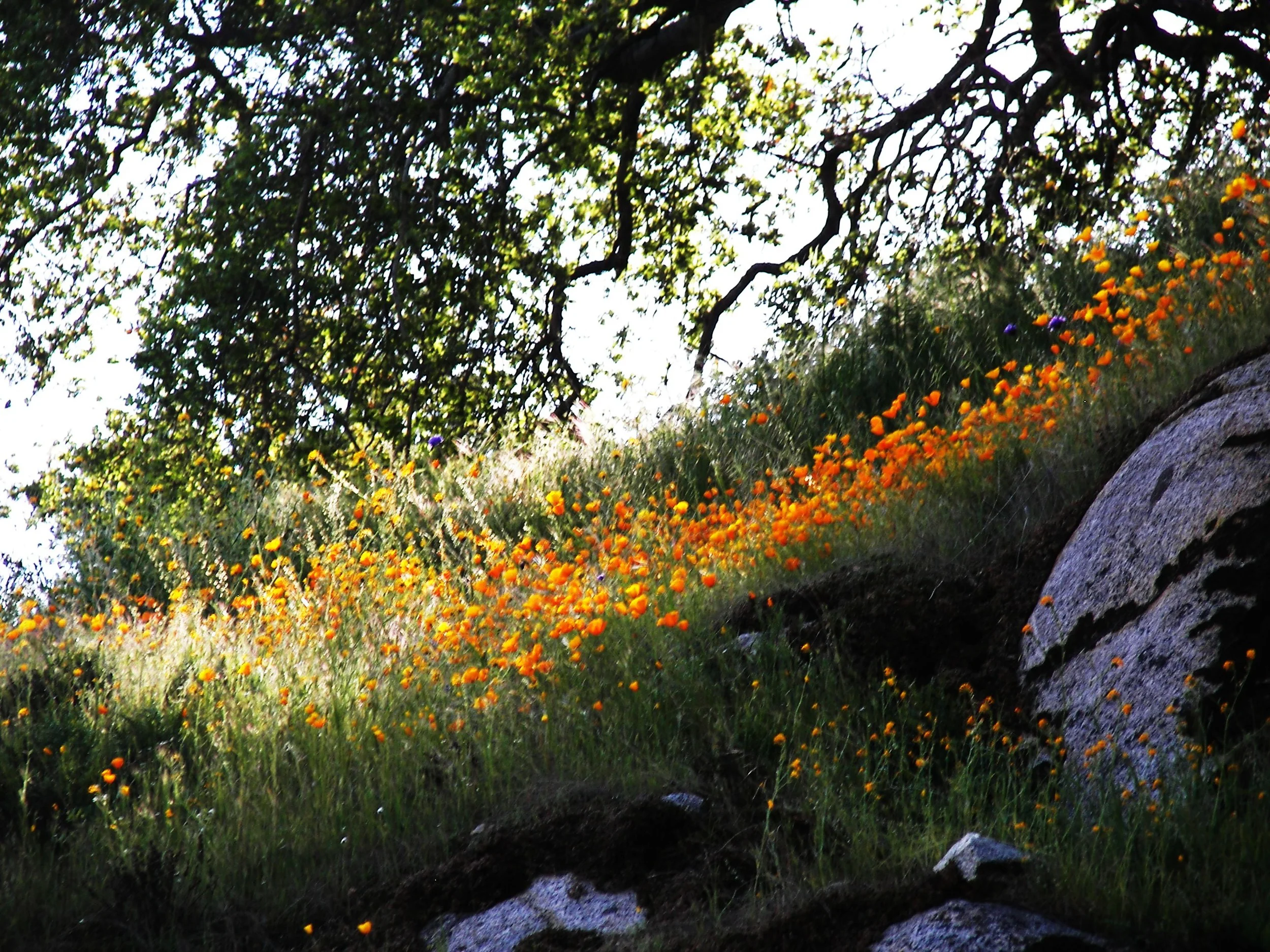 "In the Light of the Poppies"