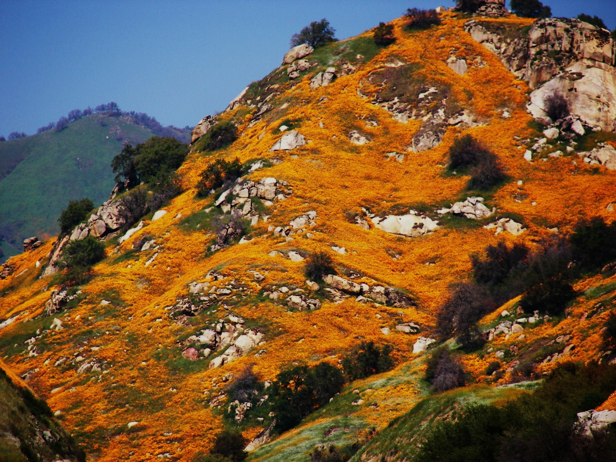 Poppy covered Mountain