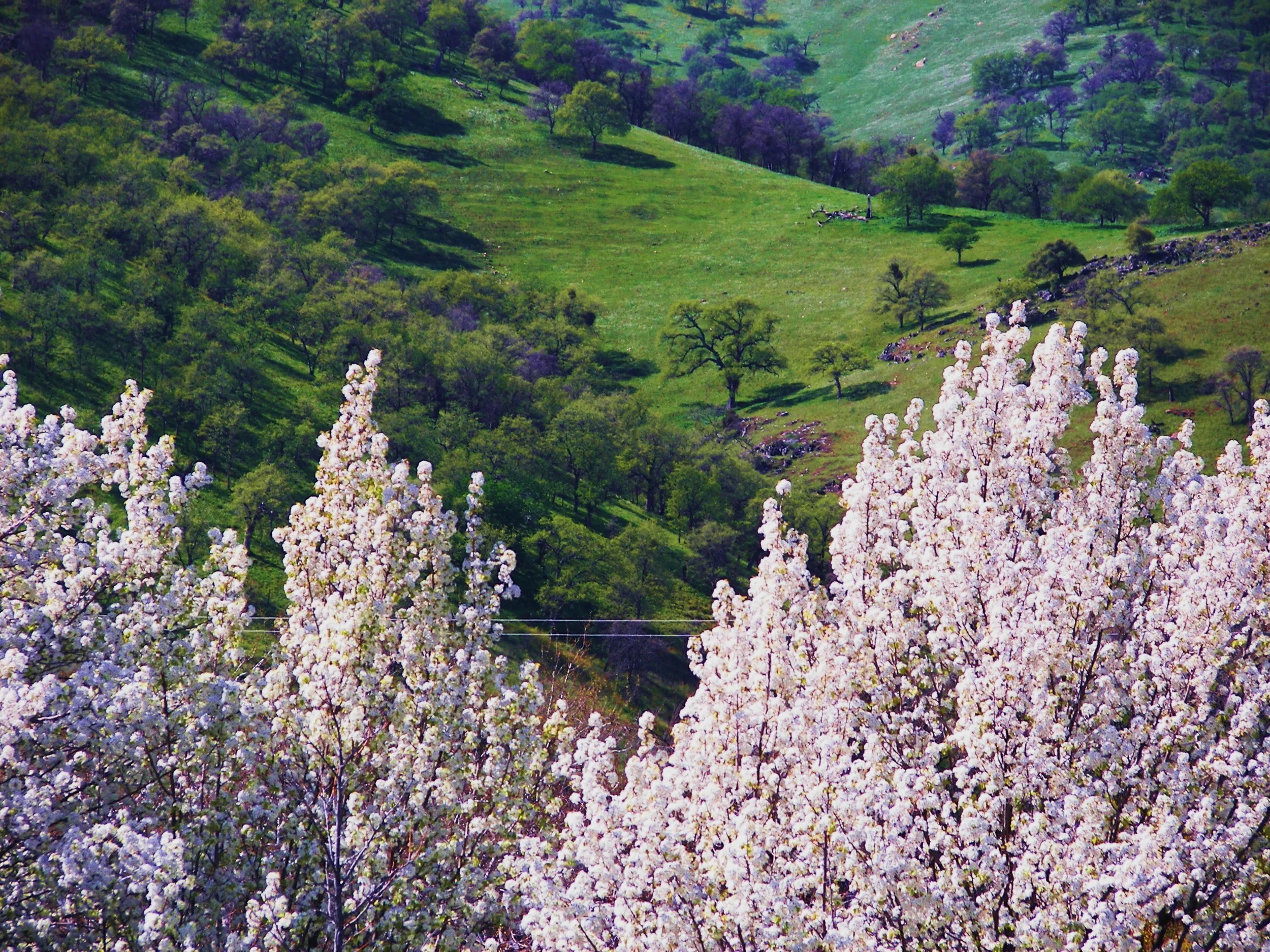 Blossoms in the Spring