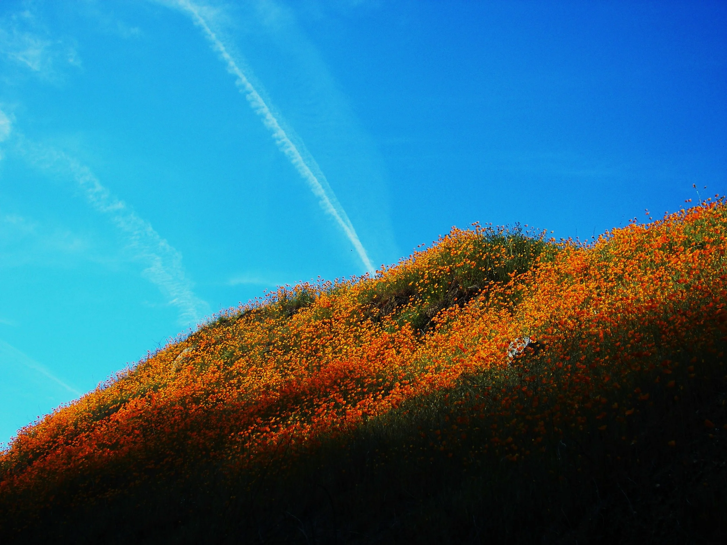 Blue Skies and Poppies