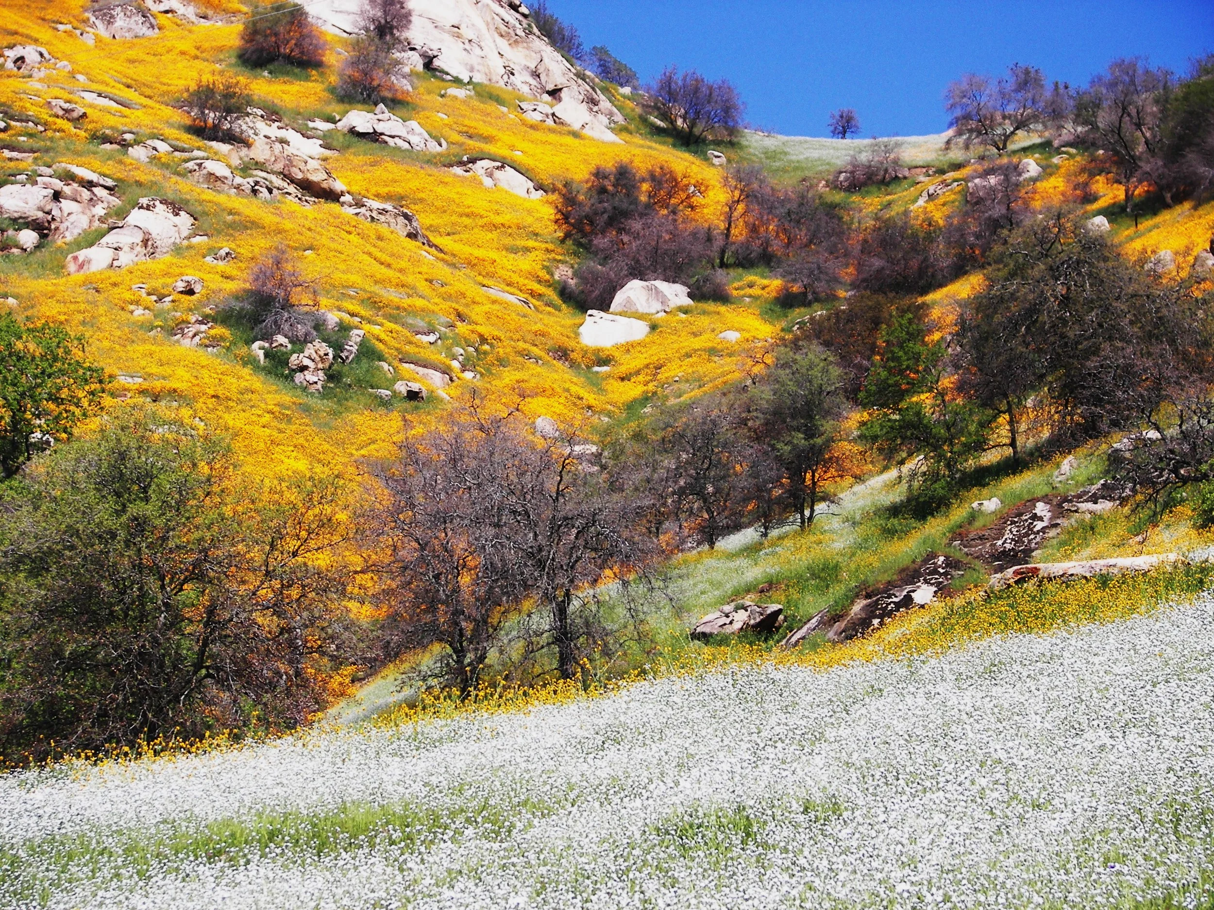 A Million and ONE Wildflowers