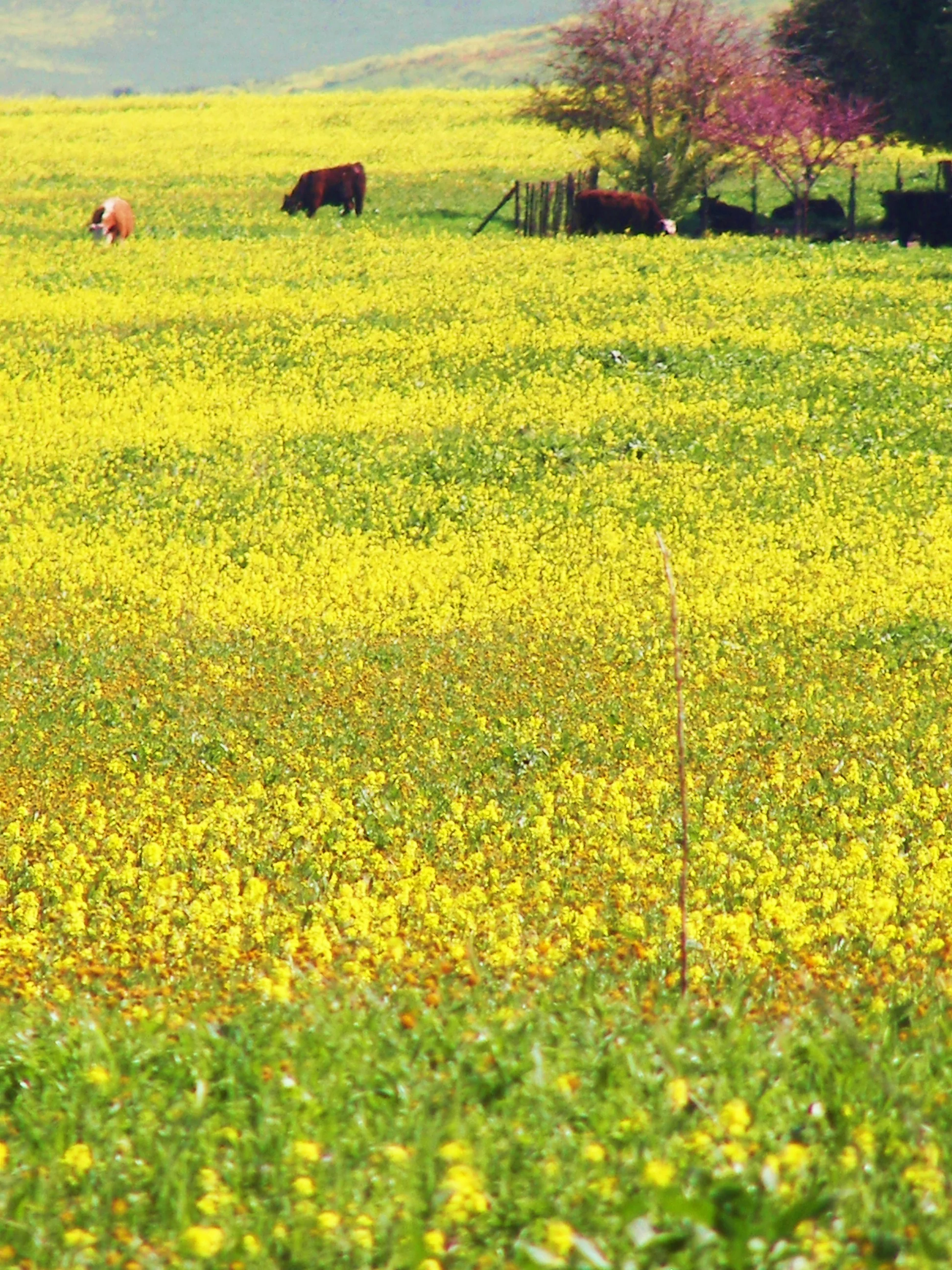 Cows grazing in a field of color!