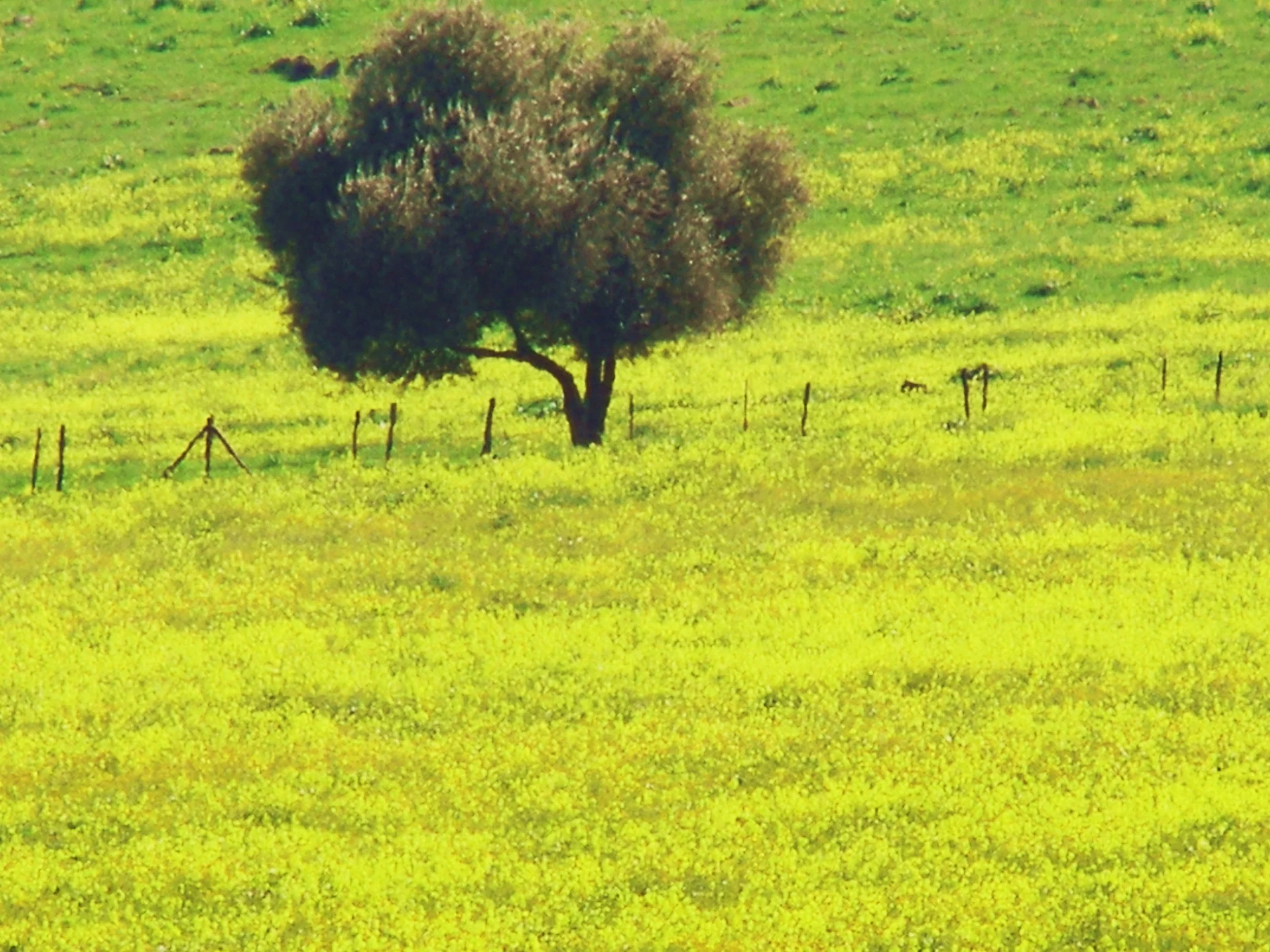 Same Tree