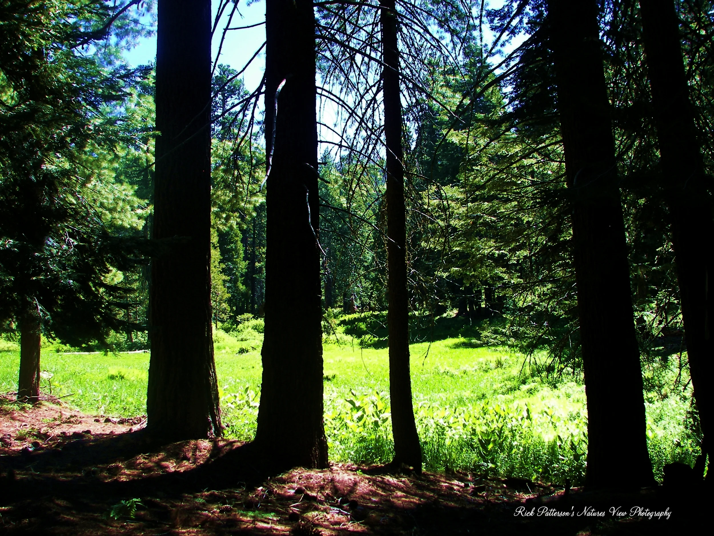 Forest and meadow near Panoramic Point