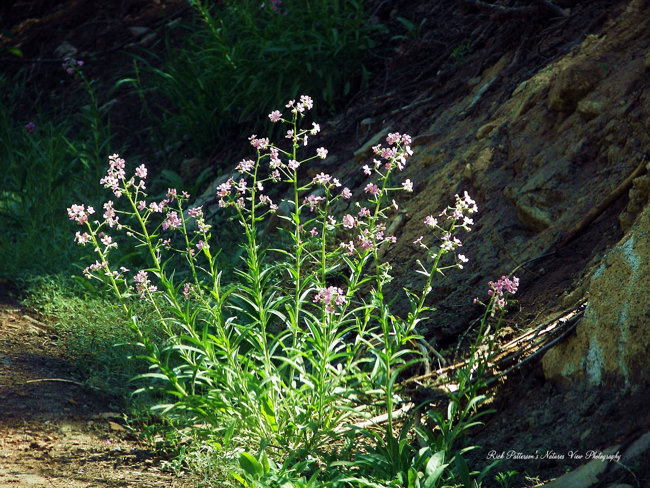 Wildflowers