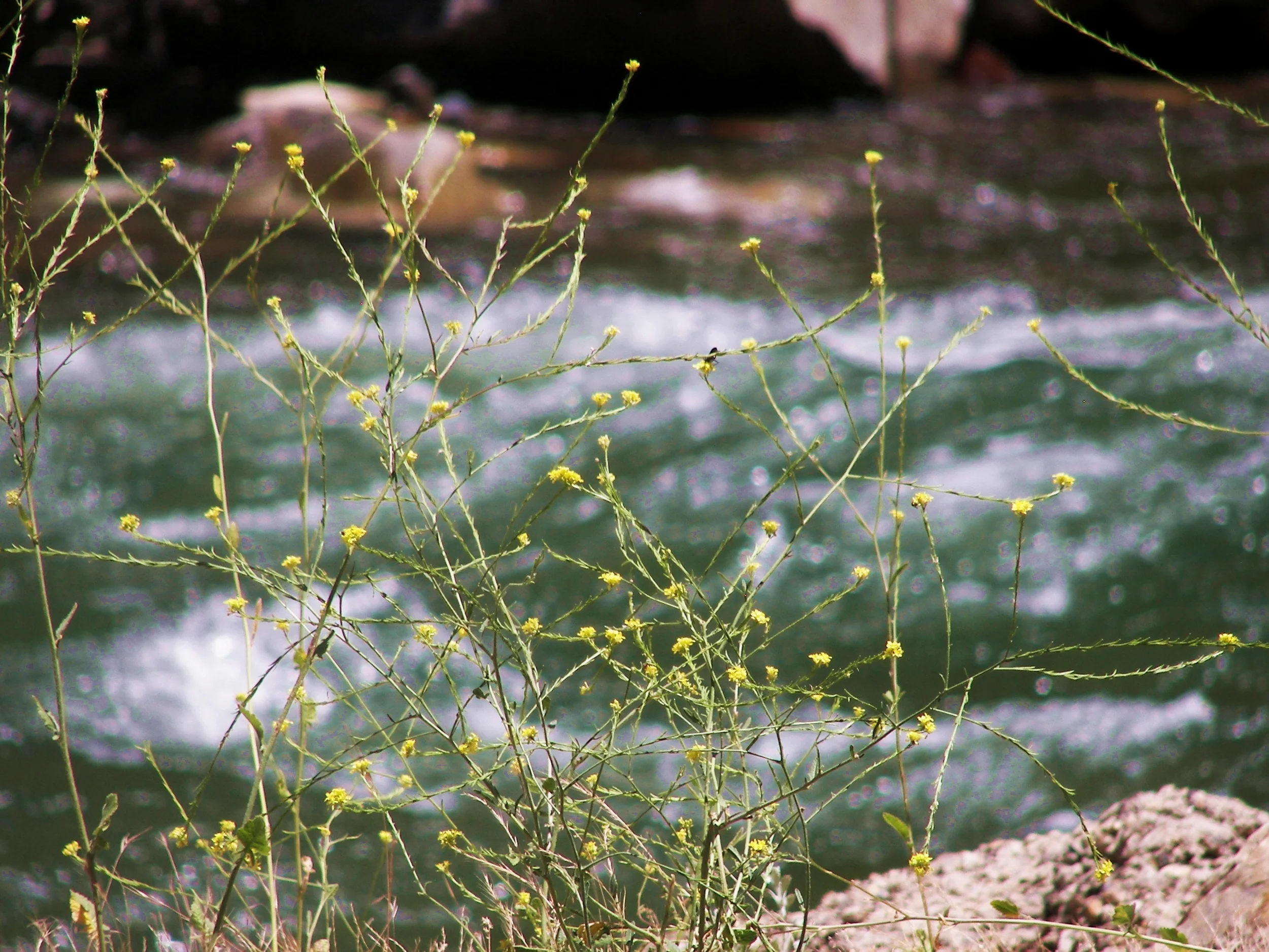 The Kings River and Wildflowers