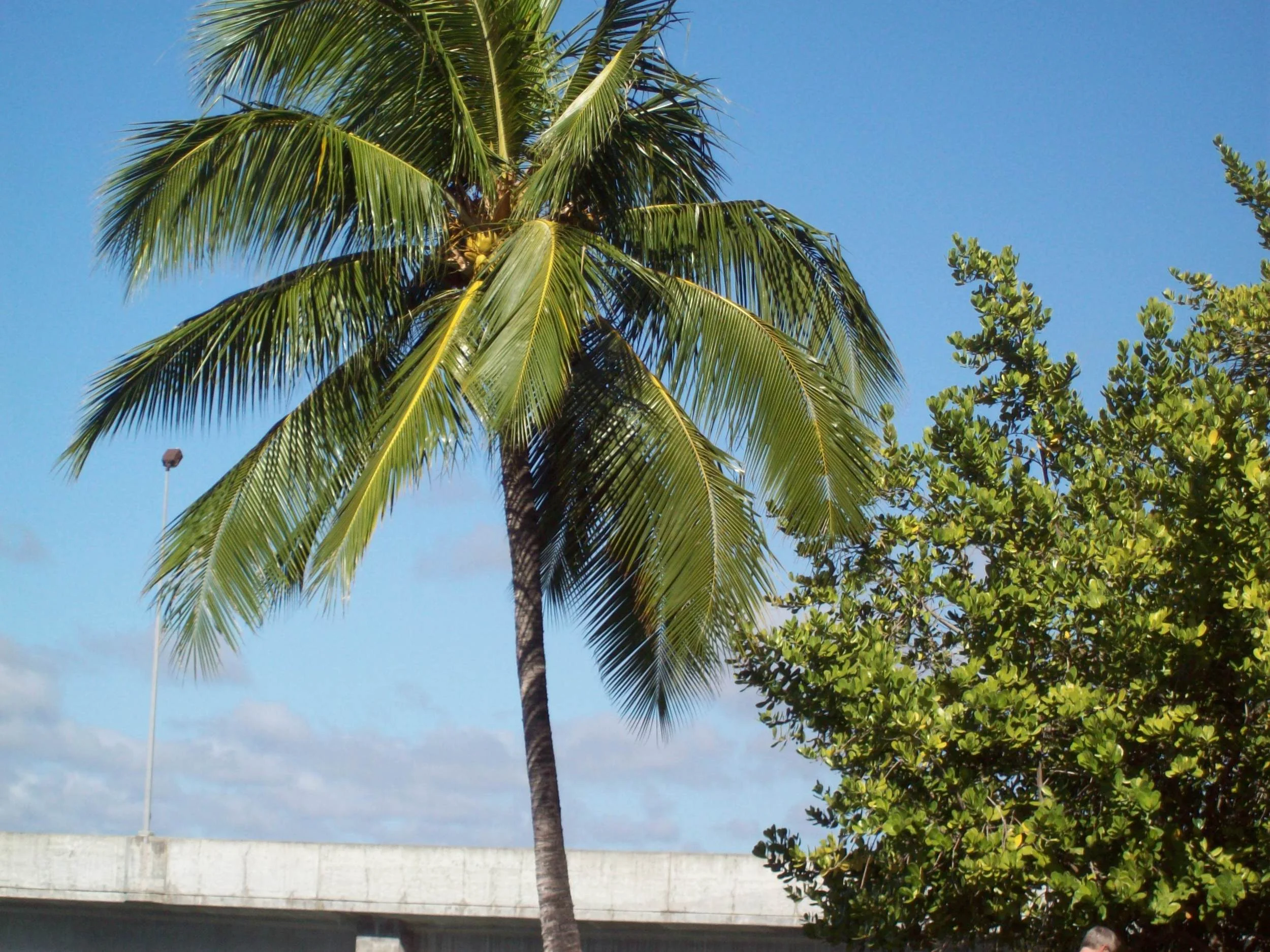 For next picture, hover mouse over picture on right side middle and click on arrow. OR click on photo in slide tray below. Rp