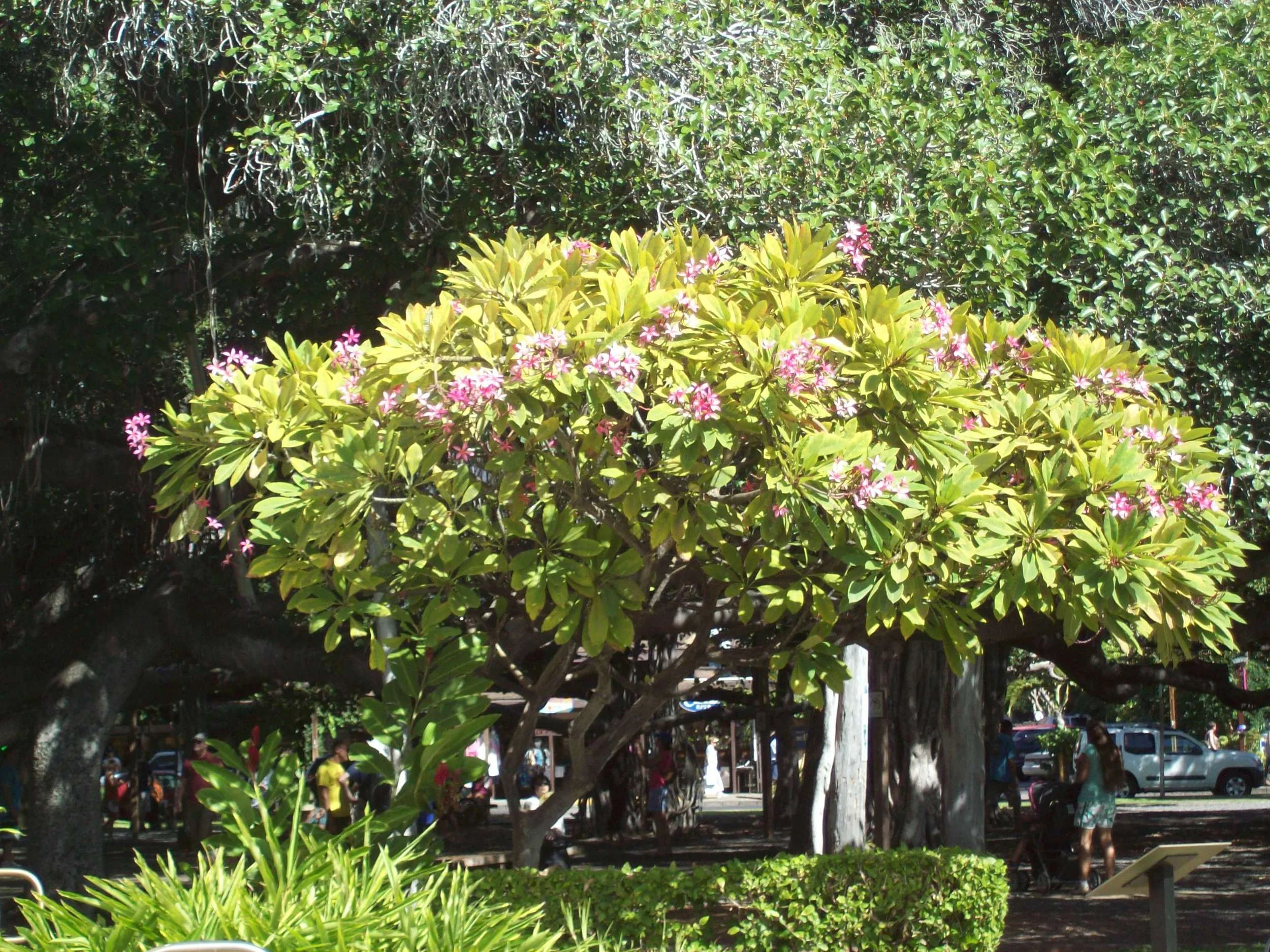 100_2475.JPG