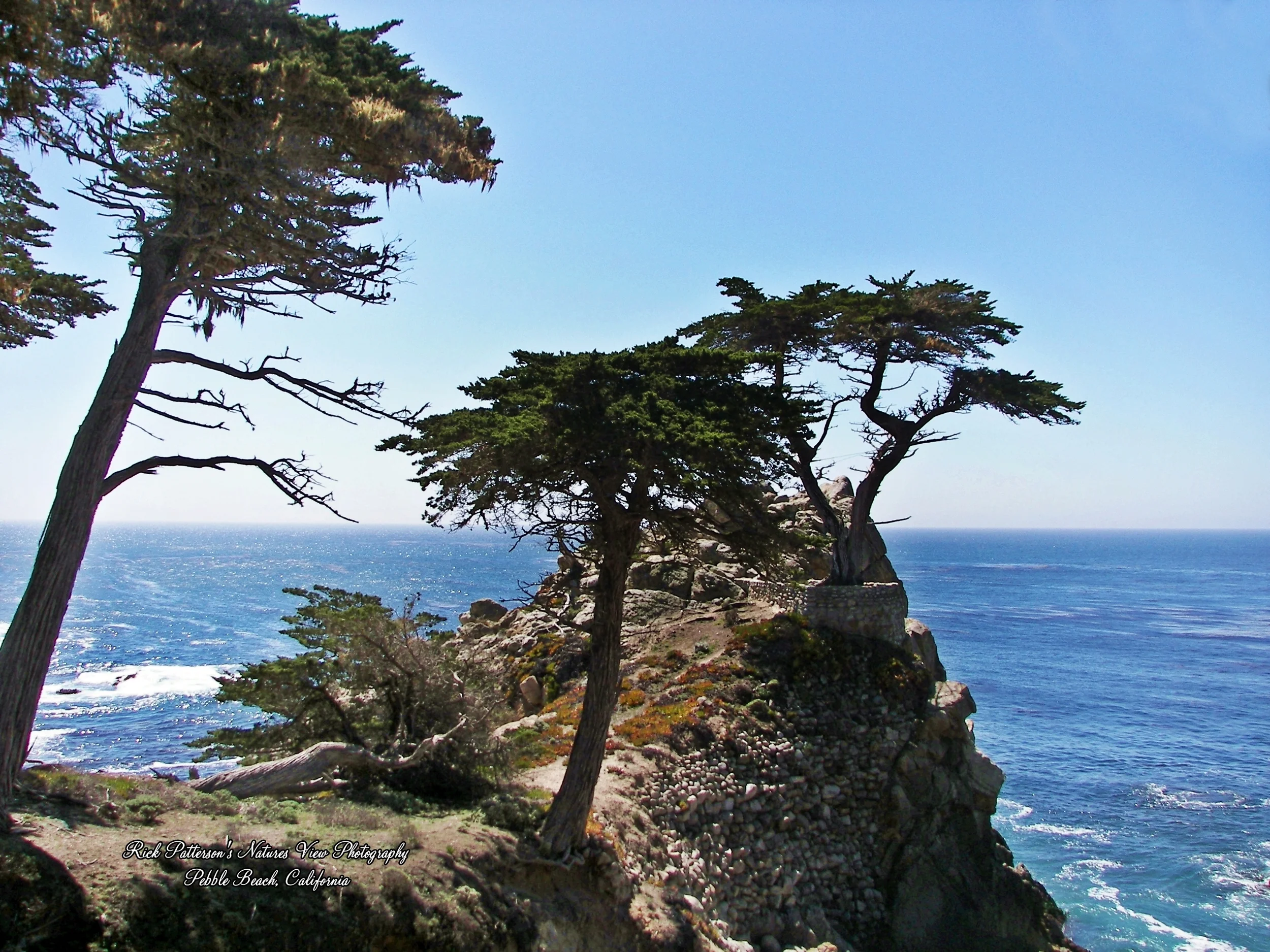 100_9218aaa rpnvp without branch.JPG