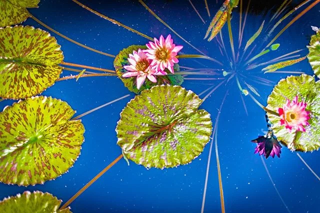Parallel universe.
#lotusflower #water #meditation #stoicism