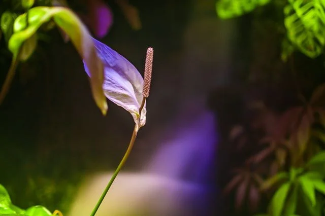 Bending towards violet
#flower #longexposure #neutraldensityfilter #colorpalettes #waterfall