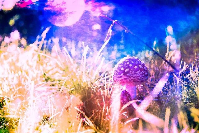 Saturation permeates. #amanitamuscaria #mushrooms