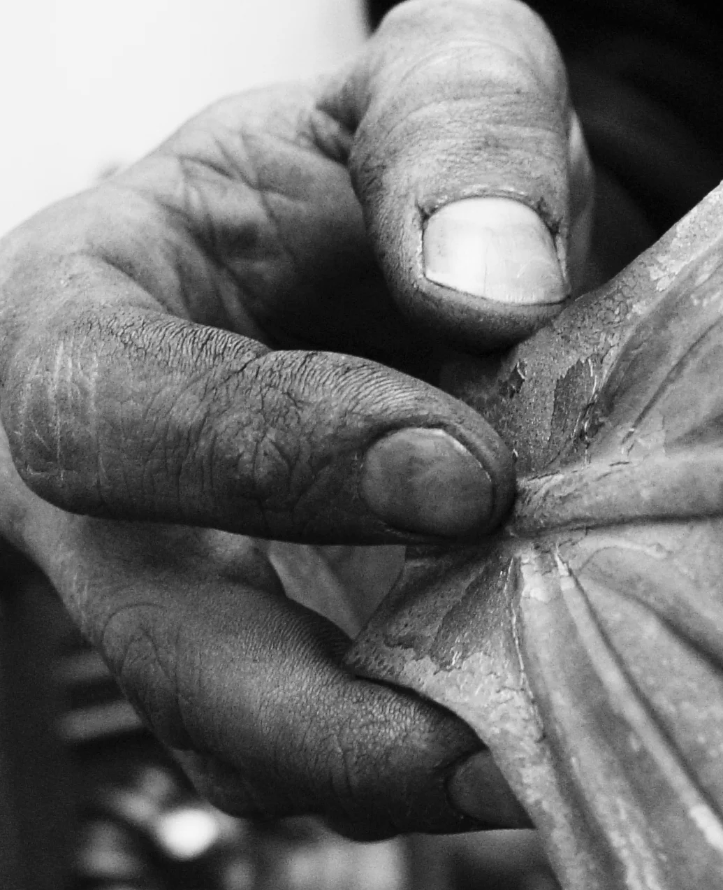 hand and leaf detail b&w.jpg