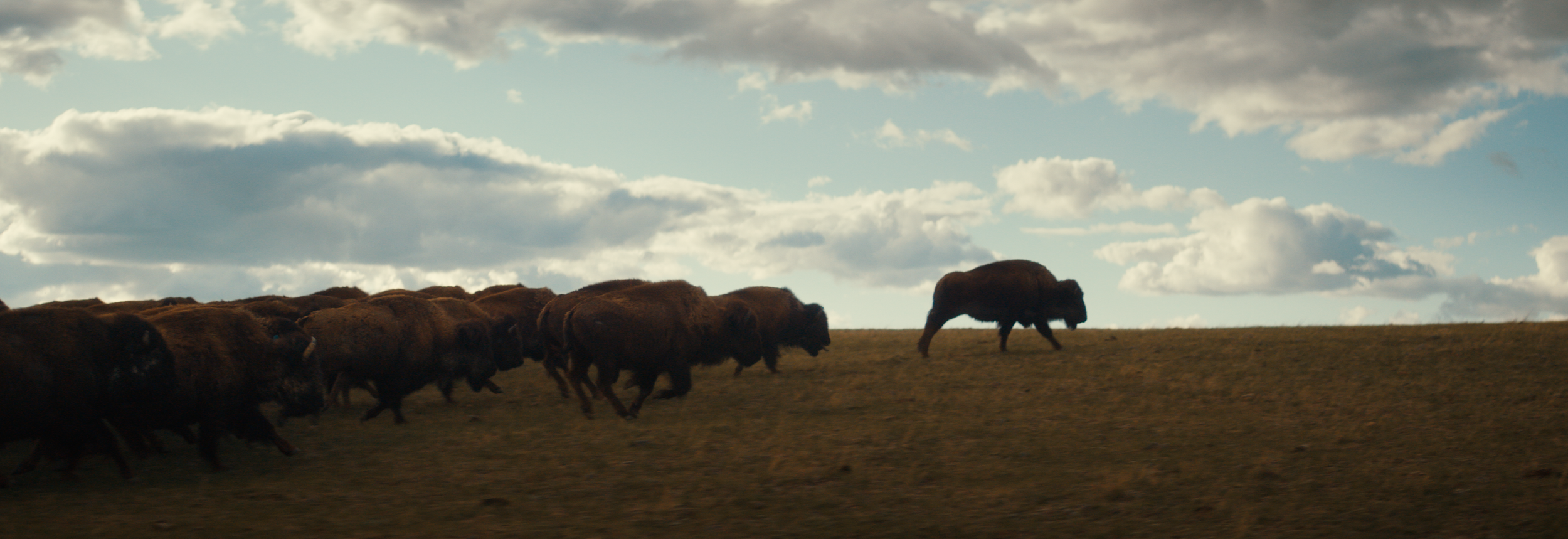 BUFFALO STILLS 1.png