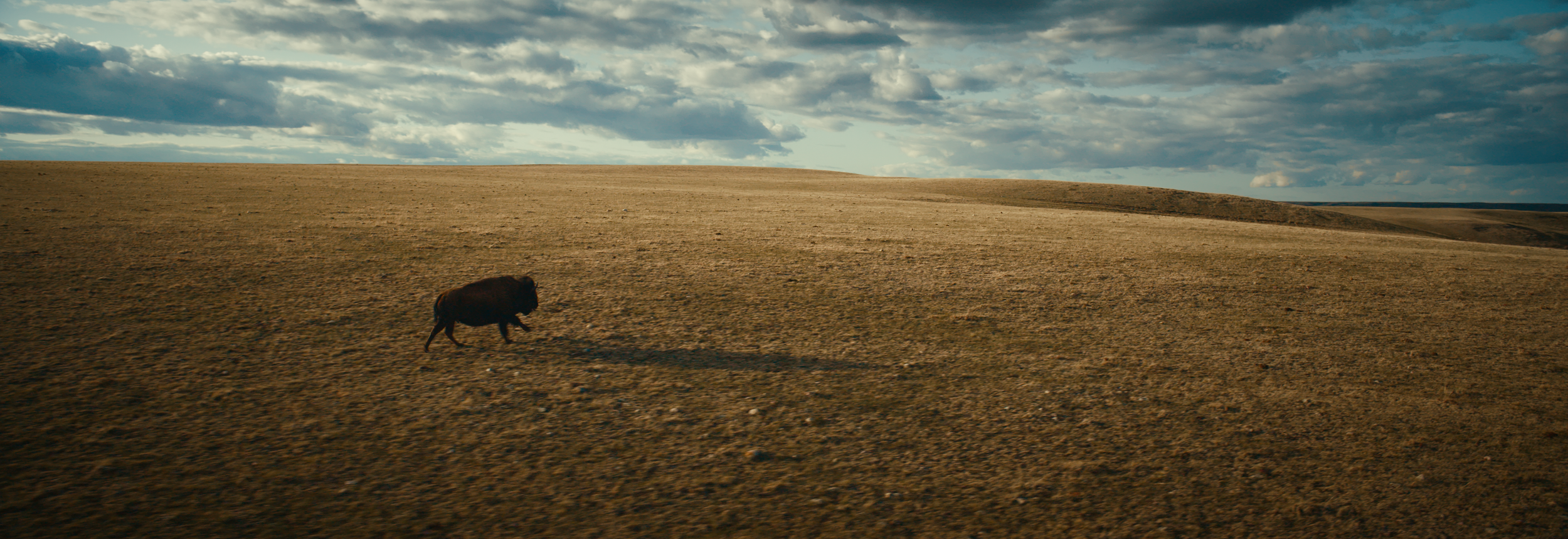 BUFFALO STILLS 4.png