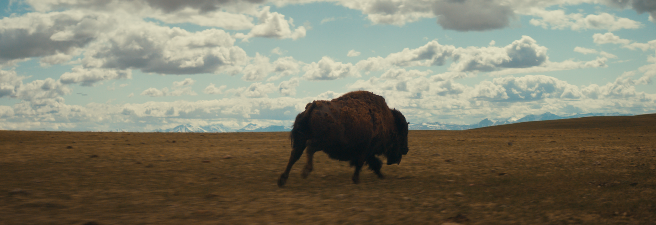 BUFFALO STILLS 5.png