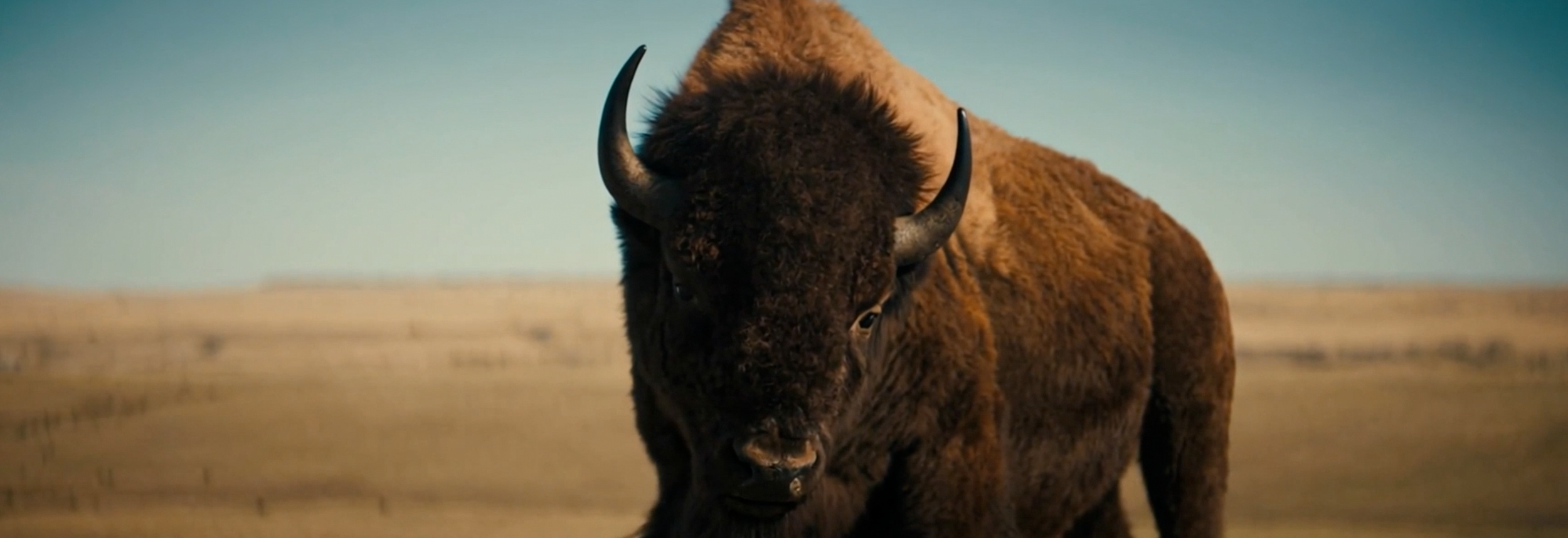 BUFFALO STILLS 6.png