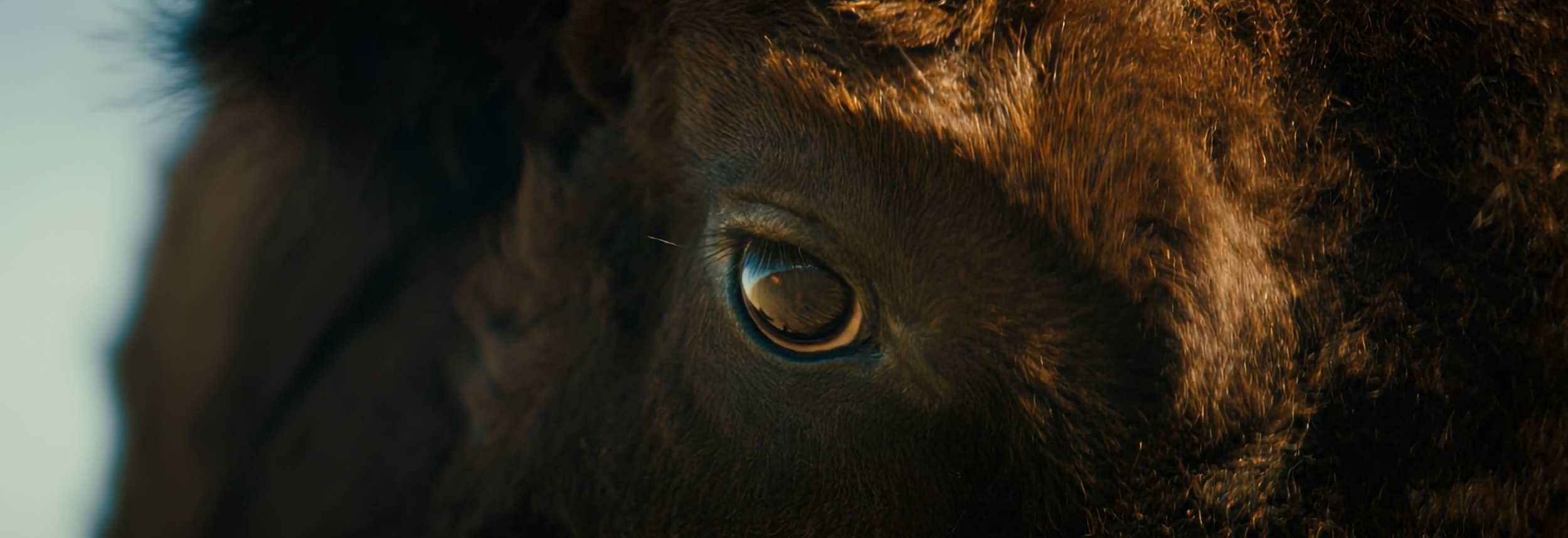 BUFFALO STILLS 8.png