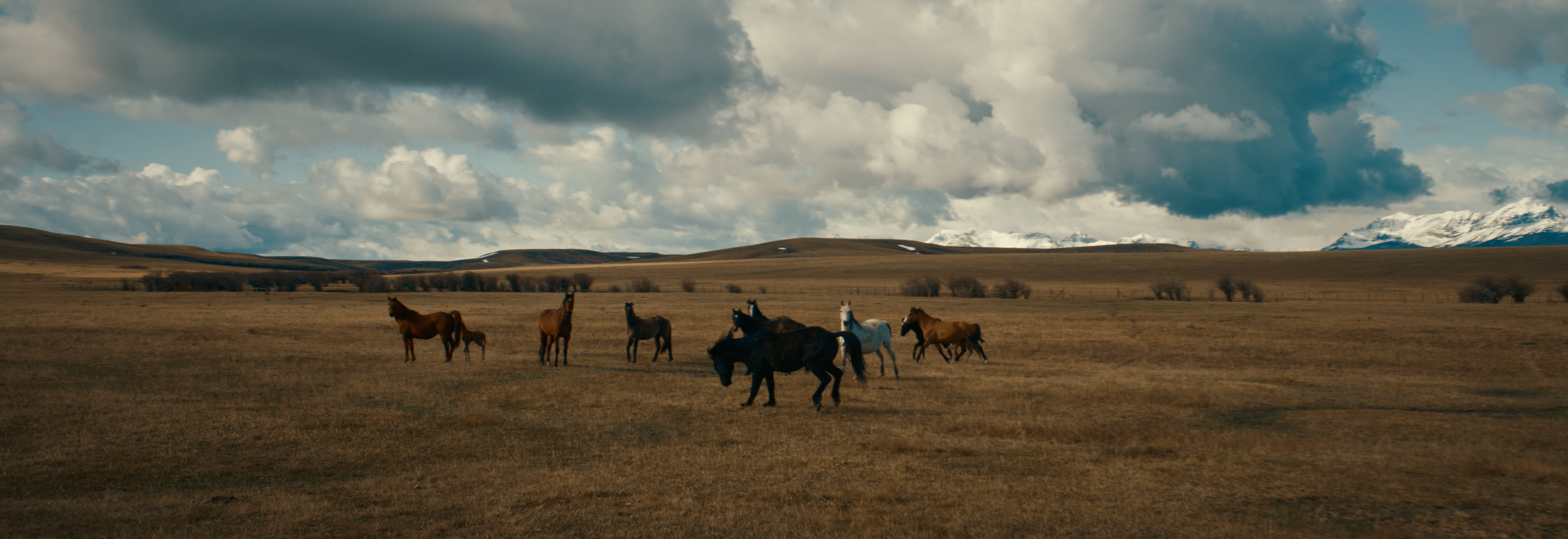 BUFFALO STILLS 11.png