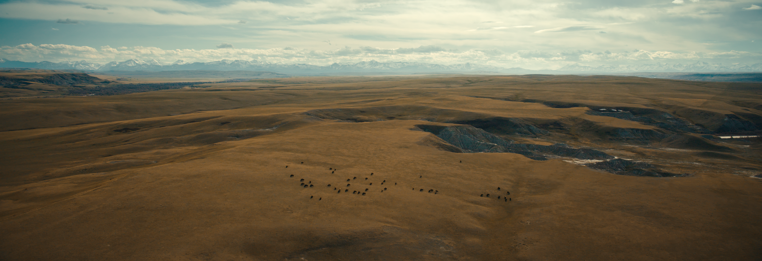 BUFFALO STILLS 15.png