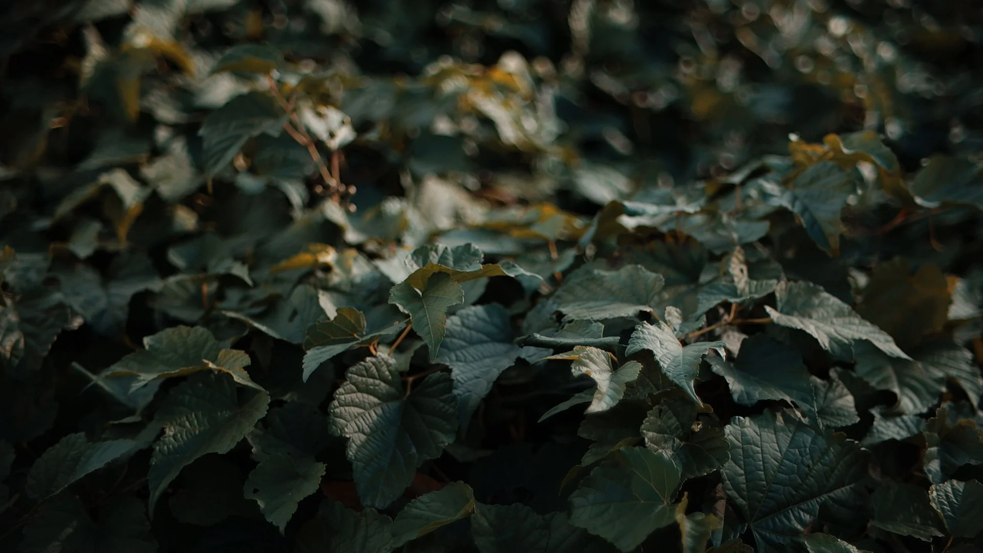 SDIM1124.JPG