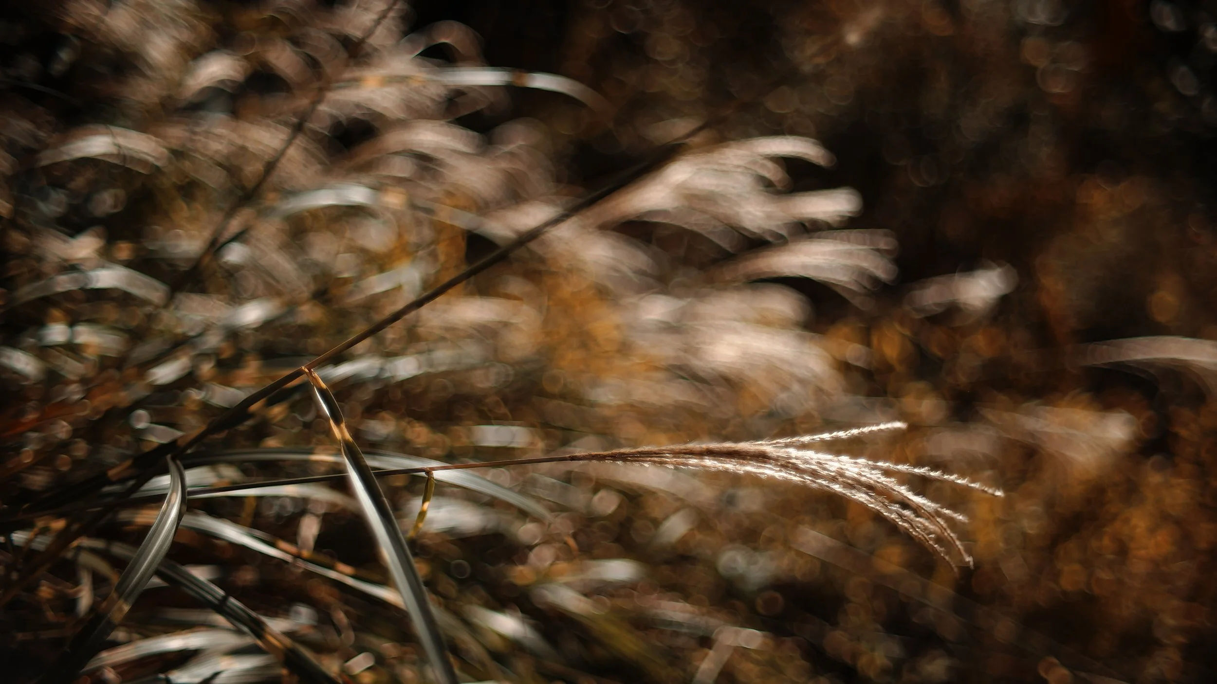 SDIM1156.JPG