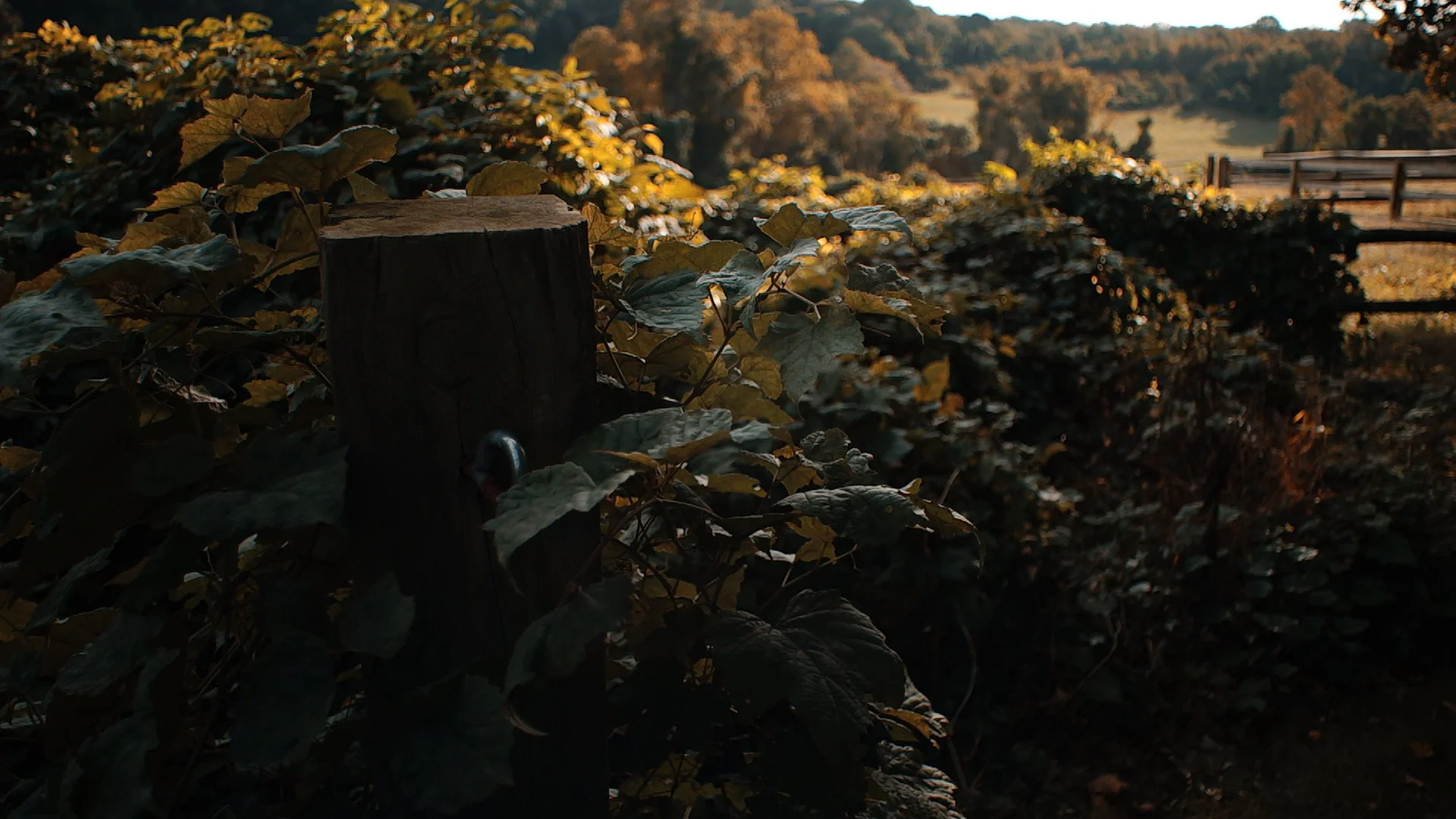 SDIM1100.JPG