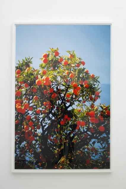 Appelsiner,2011, 163 x 113 cm. Inkjet print in custom frame. Edition of 2 + 1 ap.