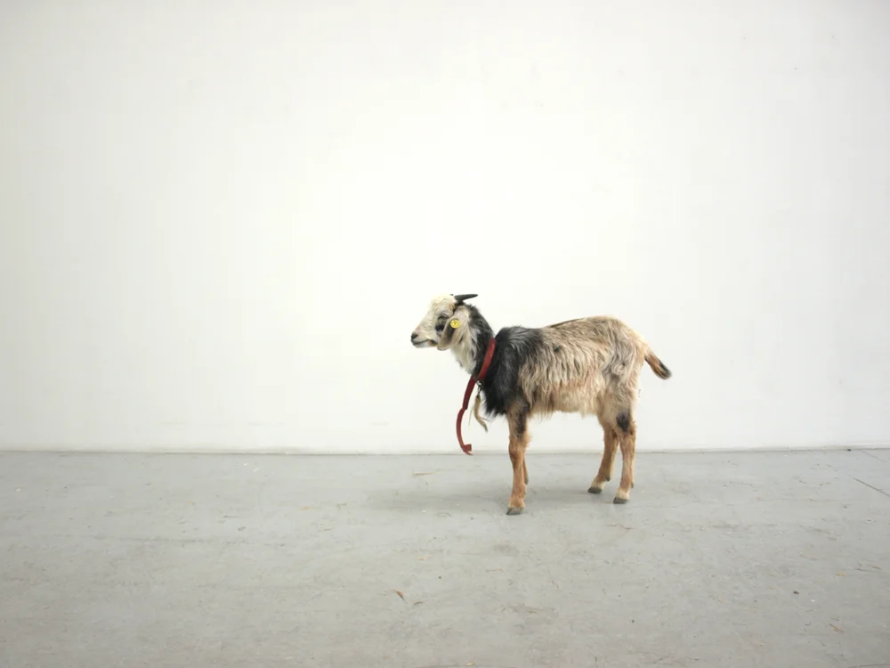 Installation view from Mathias & Mathias, 'Ricotta' at BKS Garage, 2013