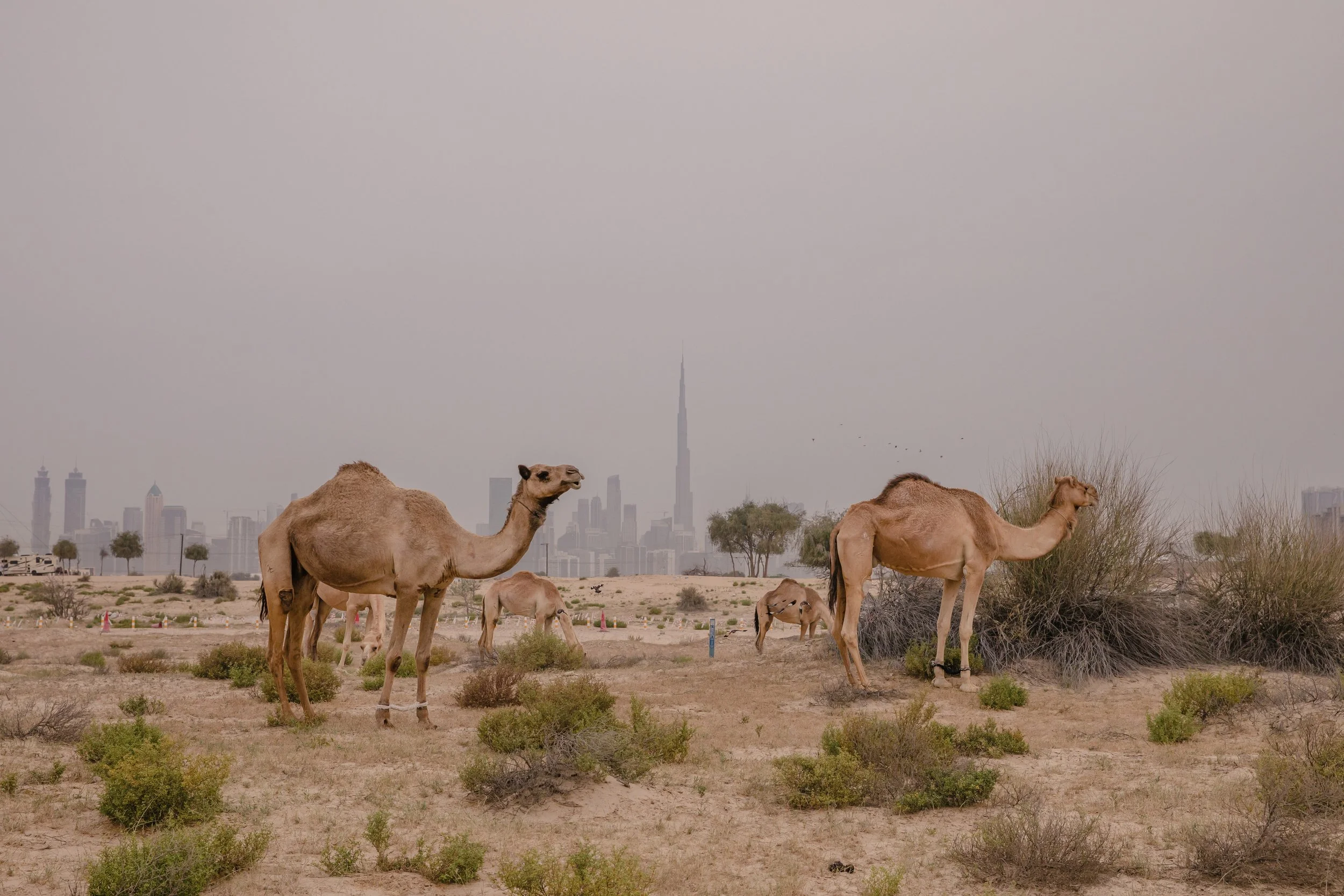 13Mar2023_Camels_Meydan-1.jpg