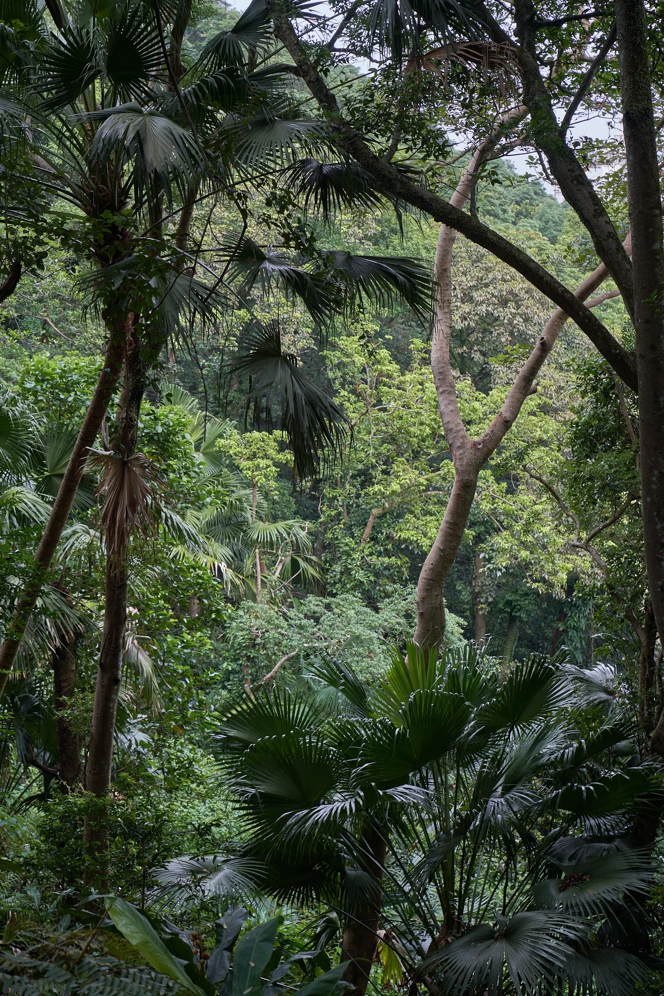 2025_Green_23_Coombe_Road_Hong Kong_website.jpg