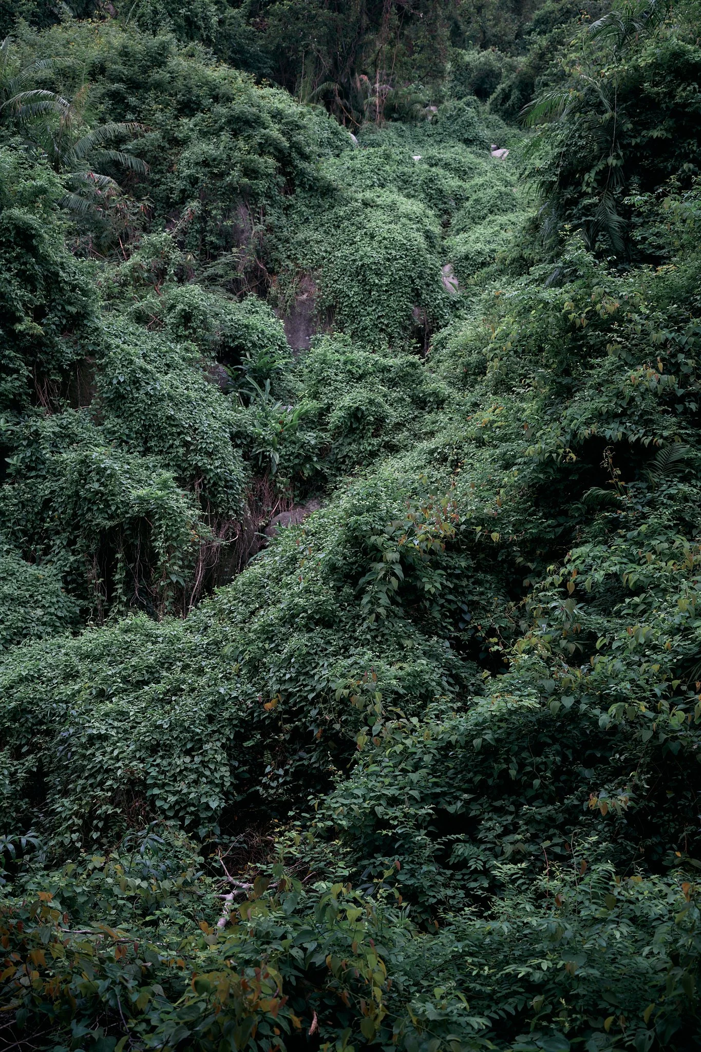 2025_Green_13_Bowen_Road_Hong Kong_website.jpg