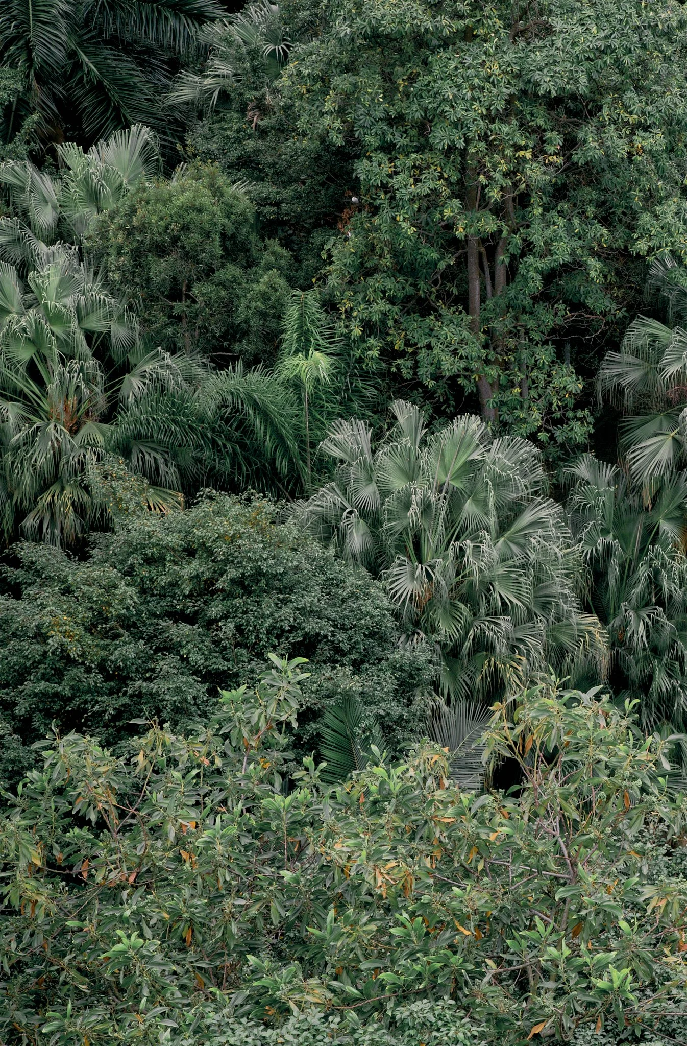 2016_Green_8_Cotton_Tree_Drive_Hong Kong_website.jpg