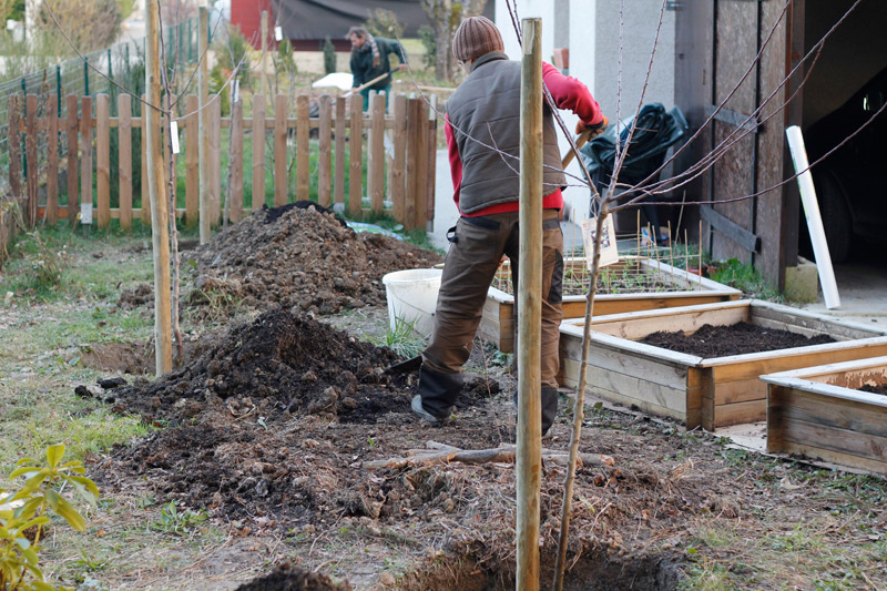 Filling in the holes with yummy earthy goodness for our new fruit trees.