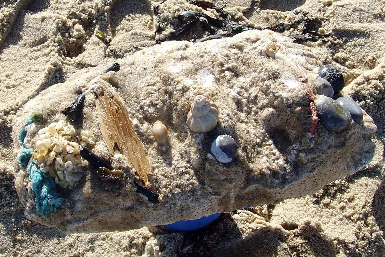 Cromer Beach 2_11_12 052.JPG