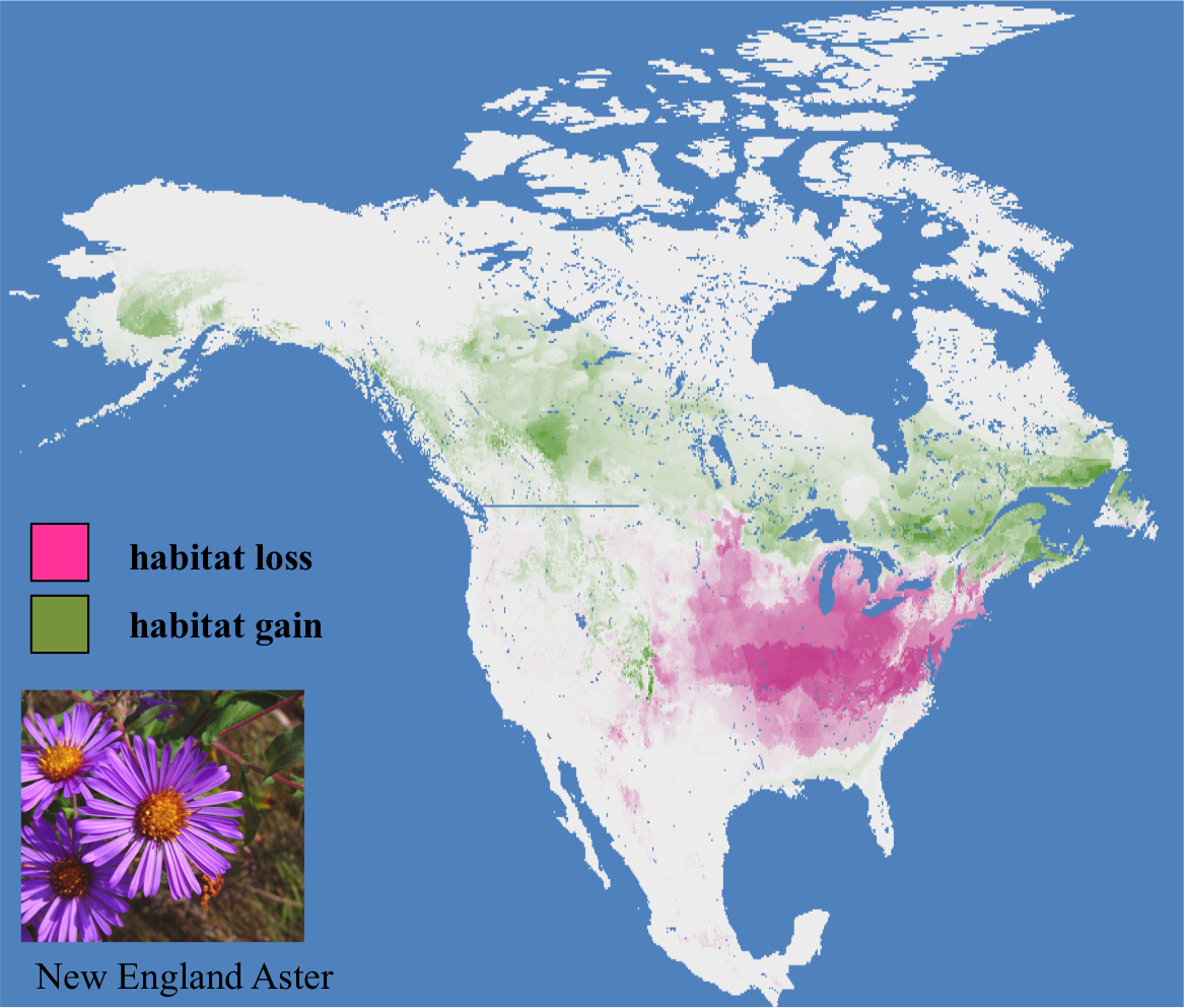 The projected loss and gain of suitability habitat of the New England Aster (Symphyotrichum novae-angliae) by 2070 under the IPCC's worst-case emission scenario (RCP 8.5). The model used to assess these changes is based on the species' present distribution and the associated climate and soil conditions. The model predicts a loss of over 60% of the species' current range, but a net gain of 10% with a major northward shift in range.
