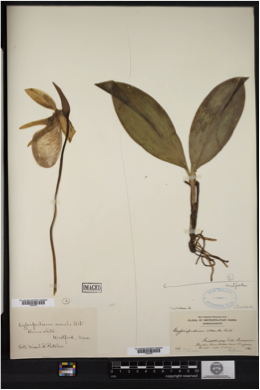 Herbarium record of the common New England orchid, Pink lady’s-slipper (Cypripedium acaule).
